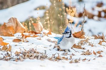 Bird and leaves photo by Laura Frazier