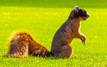 Brown Fox Squirrel