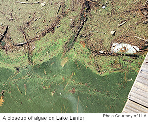 Lake Lanier algae bloom