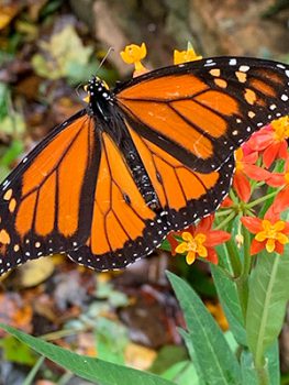 Monarch butterly