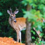 Whitetail deer - Hard Labor Creek State Park