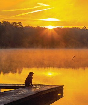 Dog, Yogi watching the sun rise