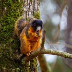 Brown Fox Squirrel on tree limb