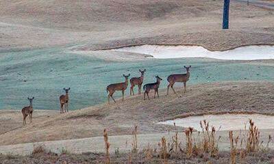 Deer on golf course near sunrise at Grand National