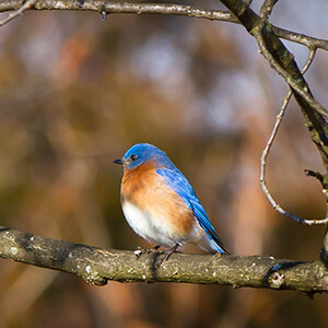 Bluebird on branch