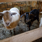 goats at The Hardman Farm