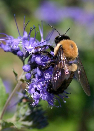 Bee pollinating a purple flower