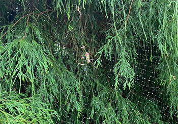 Joro spider in web on cedar tree