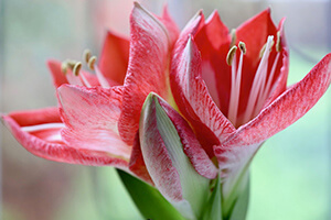 Close-up of an amaryllis bloom