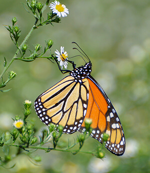 Monarch butterfly on daisy