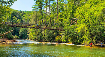 View of swinging bridge with trees on both sides