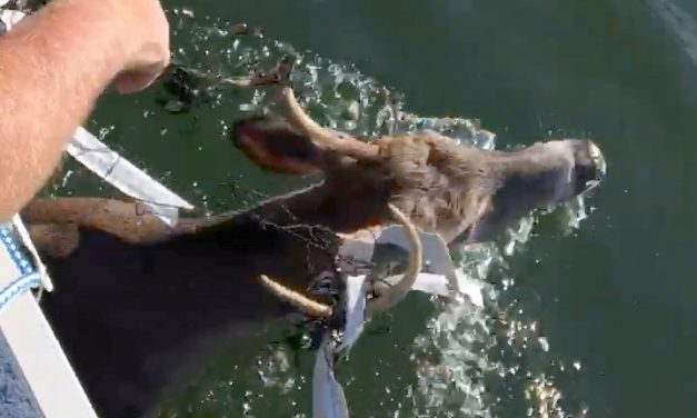 Birthday boat ride turns to buck rescue