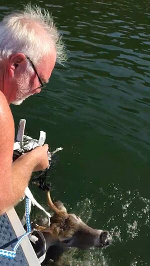 man on boat trying to free deer in water from a volleyball net