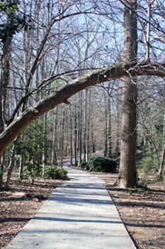 A sidewalk with tree trunk bent in an arch over the walkway.