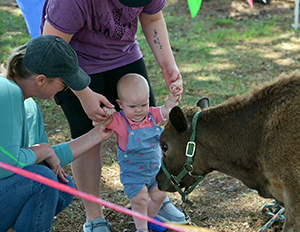 A baby gets an up-close look at a cow at the petting zoo.