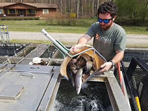 DNR employee loads trout into tank for stocking.