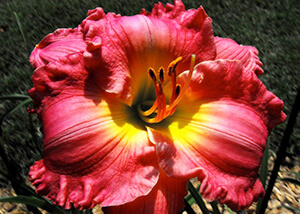 Up-close view of pink daylily with yellow center.