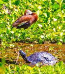 Whistling duck and a turtle standing in greenery