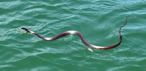 A black snake swimming in the lake.