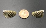 Invasive Zebra mussel shown by a penny for a size comparison.