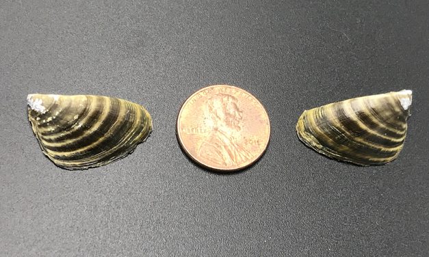 Lake Lanier dodges another ‘invasion’ from zebra mussels