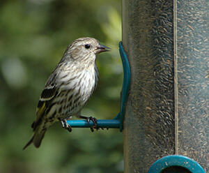 A pine siskin perched on a feeder.