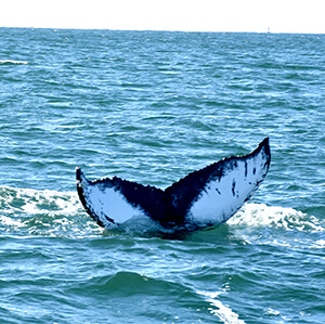 Tail fin of a whale in the water.