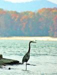 A Heron stands in the water with Fall colored trees in the background.