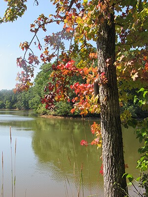 A sweet gum tree with orange/yellow leaves at the water's edge on the Huckleberry Trail at Don Carter State Park