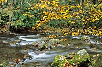 Yellow leaves on a tree branch hang over rushing water.