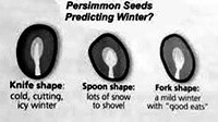 Graphic of inside of 3 persimmon seeds - showing the different shaped pulp - knife, spoon, fork.