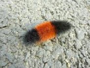 A wolly bear caterpillar - fuzzy with black at either end and an orange band in the center.