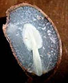 View inside a persimmon seed showing a spoon shape.