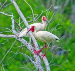 A pair of White Ibis with pink feet in white tree with green grass in backgound,