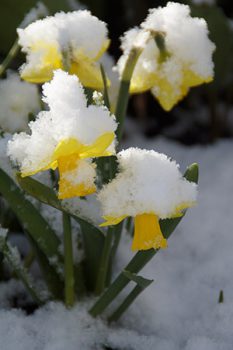 Yellow daffodils in snow.