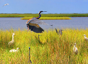 Birds flying over wetlands near the Tybee coast.