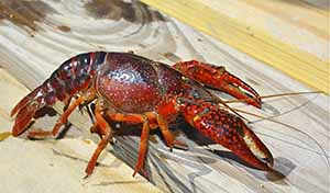 A crawfish on wood trying to escape.
