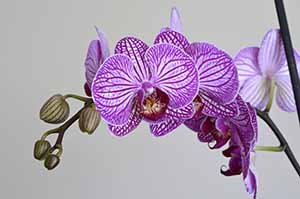 Das Blütenende einer lila Orchidee mit Blüte und ungeöffneten Knospen.