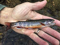 Hand holding a Brook Trout