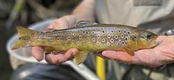 Hands holding a Brown Trout