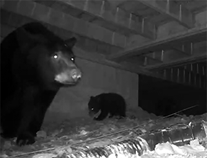 A momma black bear with her two cubs under O'Neill Williams cabin.