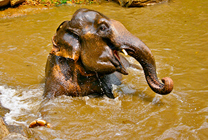 The head and trunk of an elephant above muddy water.