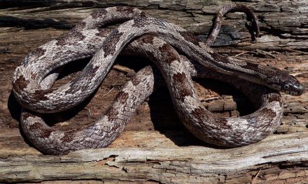 Georgia DNR: What to do when you see a snake