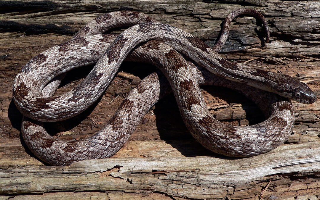 Georgia DNR: What to do when you see a snake