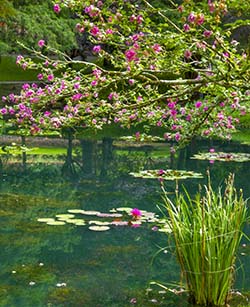 Pink water lilies floating on water surface at Gibbs Gardens.