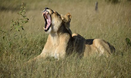 African safari: Part 1 – Seeking the big five