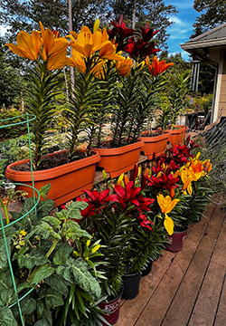 Orange, red, and yellow Asiatic lilies in pots on a deck.