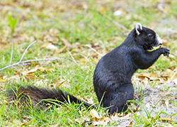 Rare black Fox squirrel