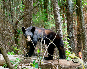 A black bear on all four paws standing in a wooded area.
