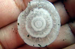 A hail stone held in a hand showing the rings that form.
